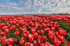 USA, Washington State. Skagit Valley, tulips grown in field Art Print